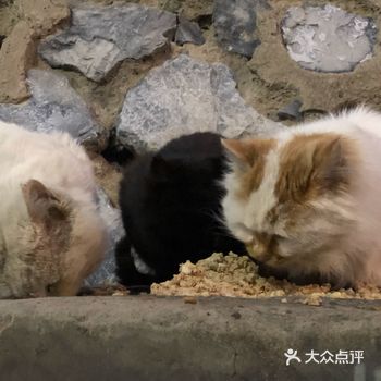 马上就又要到了一年一度大型流浪猫产仔仔的季节