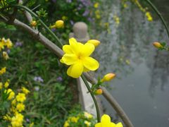 云南黄馨-兰溪青年公园