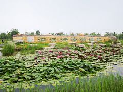 -泗洪洪泽湖湿地景区