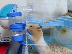 -花鸟鱼虫鲜花绿植市场(玉泉路店)