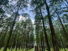 -渌洋湖湿地公园