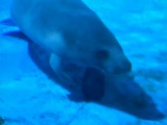 -烟台海昌鲸鲨海洋公园