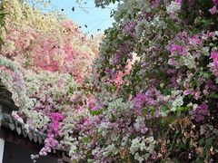 -深圳国际园林花卉博览园