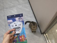 -瑞鹏宠物医院·骨科·猫科·内科(第一中心)