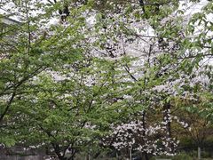 -南山植物园