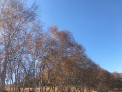 -乌兰布统草原