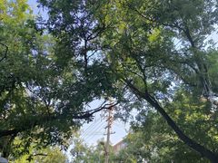 -马文章胖子甑糕(洒金桥店)