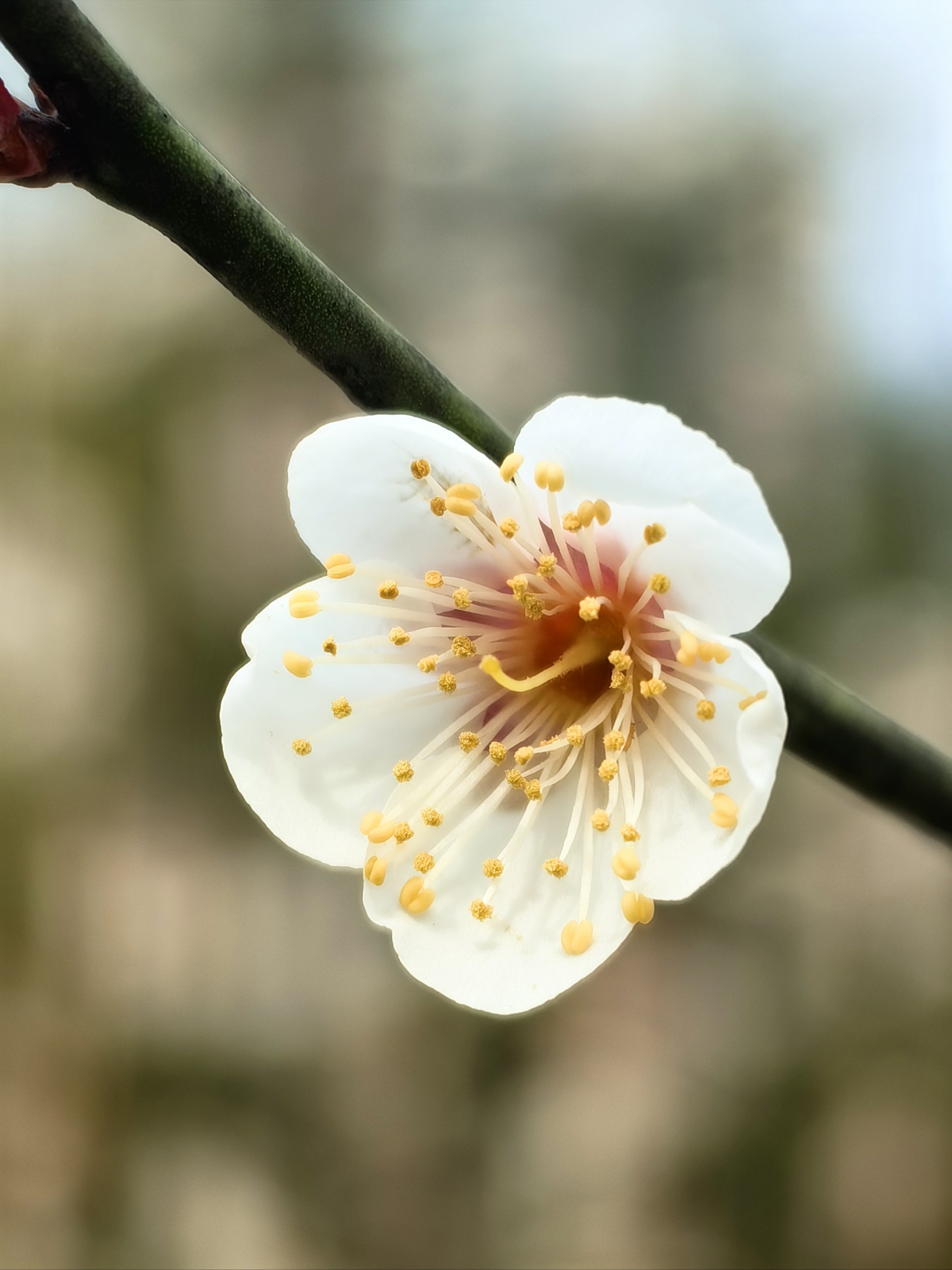 桃花开的正好,一派春日生机勃勃的样子