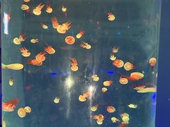 -北戴河圣蓝海洋公园