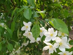 -长白岛森林公园