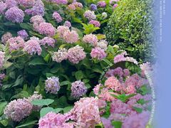 -上海共青森林公园