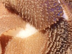 -季季红火锅(长沙步行街店)