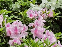 -杭州植物园