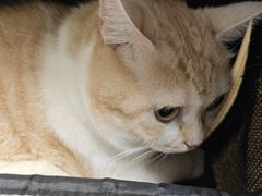 -瑞派康怡24h宠物医院·犬猫医疗中心·微创绝育(瑞景分院)