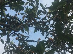 -塘栖枇杷特色园区