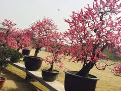 -秀丽东方