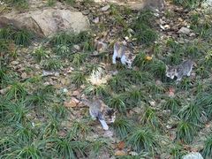 -普陀山慧济禅寺