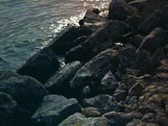 -合肥滨湖国家森林公园