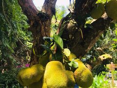 -中国科学院西双版纳热带植物园