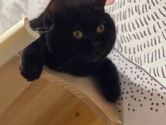 -滚猫咖啡·猫咖·猫友好撸猫(未来城店)