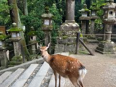 -奈良公园