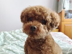 -爱侣宠医·鹦鹉专科·小型哺乳类·异宠专科(灵石路店)