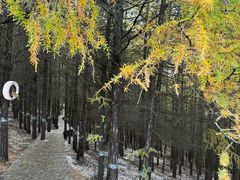 -苏木山森林公园