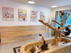 -有猫儿腻咖啡厅.猫咖