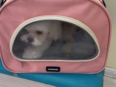 -天宠宠物医院24小时·急重症诊疗中心·全科·腔镜特色(和平分院)