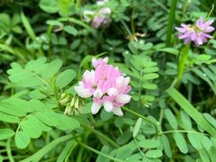 -清真·锦翔炝锅鱼(明德门店)