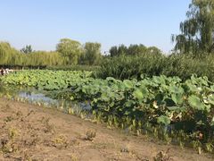 -大兴滨河森林公园