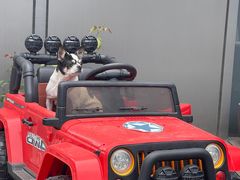 -百好乐宠物友好餐厅(朝外大街店)