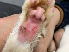 -宠爱国际动物医院· 猫科· 外科·中兽医(长白店)