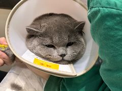 -派特宠物医院(圆融广场店)