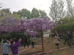-嘉定紫藤园