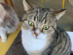 -喵屿·大理花园猫咖