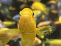 -太平洋海底世界