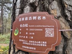 -美人松苑