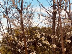 -荔枝公园(福田区)
