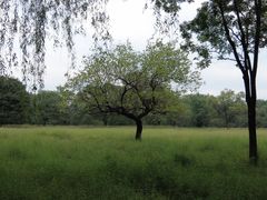 -清真喜兰老丁羊汤特色小吃