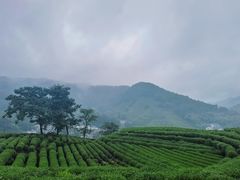 -西湖风景区十里琅珰-五云山