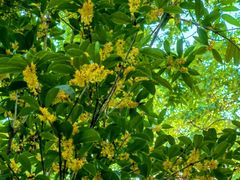 -上海佘山国家森林公园天马山园