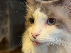 -猫猫幼稚园·撸猫·桌游·电玩