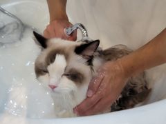 -momokira米努特·德文卷毛猫·棉花面纱犬