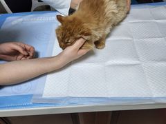 -美联众合动物医院·24h转诊中心