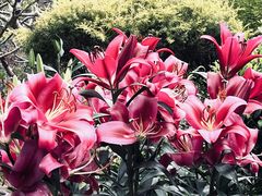 -深圳仙湖植物园