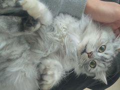 -灵美宠物诊所