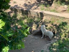 -西霞口神雕山野生动物世界