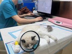 -宠颐生宠物医院·异宠猫科内科·诊疗中心宠巢店