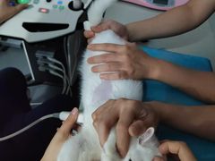 -拜鲁耶动物诊疗中心·宠家动物医院